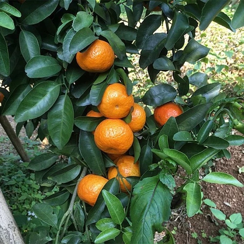 甜蜜水果吃出水嫩肌肤